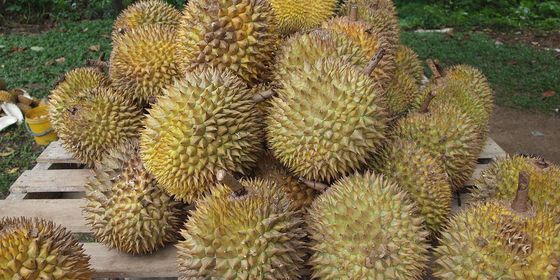 1200px-Durian.jpg