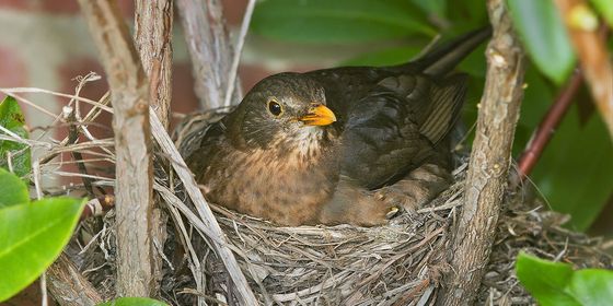 1200px-Turdus_merula_Nesting.jpg