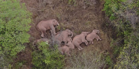 Yunnan elephants